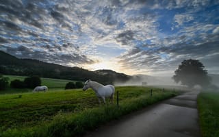 Обои дорога, туман, кони