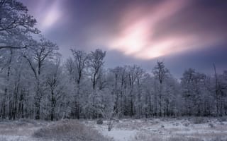 Картинка зима, природа, лес, снег