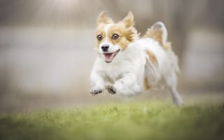 Картинка собака, прогулка, боке, настроение, радость