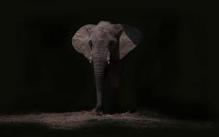 Картинка ночь, слон, природа