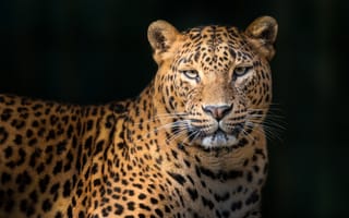 Картинка леопард, Juan I. Cuadrado, leopard