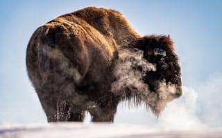 Картинка herd, frozen hill, bison