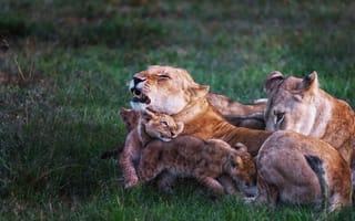 Картинка природа, Family story, львы