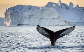Картинка tail, iceberg, whale, greenland