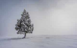 Картинка снег, туман, дерево