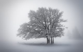 Картинка зима, снег, туман, дерево, природа