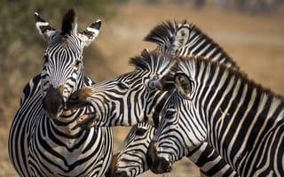 Картинка природа, зебры, Африка
