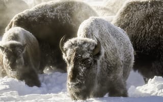 Картинка снег, природа, бизоны