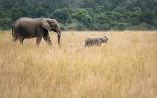 Картинка elephants, baby elephant, african elephants