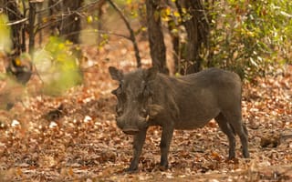 Картинка africa, warthog, wild boar