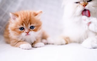 Картинка рыжий котёнок, котёнок, взгляд, кошка