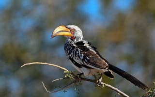Картинка природа, Southern Yellow-billed Hornbill, птица