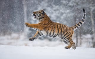 Картинка снег, тигр, tiger, snow, Petr Simon