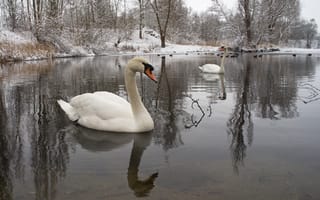 Картинка зима, вода, лебеди, птицы, снег, пара, природа