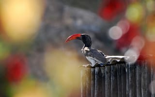 Картинка Park, Namibia, Bill, Bird, Africa, Hornbill