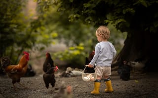Картинка мальчик, яица, курицы
