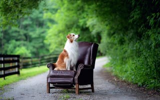 Картинка дорога, кресло, собака