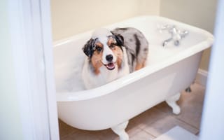 Картинка друг, собака, ванна