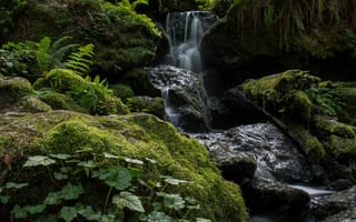 Картинка лес, Trillium Falls, США, Калифорния, камни, ручей