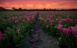 Картинка поле, пейзаж, цветы, дорожка, вечер, закат, природа, весна