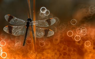 Картинка focus, dragonfly, put on reeds