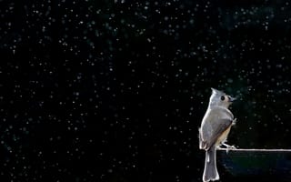 Картинка птица, ночь, снег