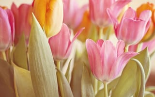 Картинка весна, тюльпаны, цветы