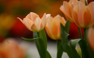 Картинка природа, тюльпаны, весна, цветы