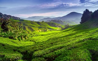 Картинка пейзаж, чай, холмы, природа, плантации