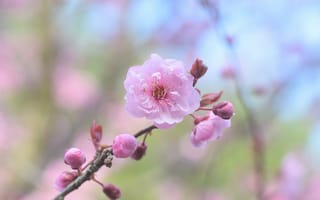 Картинка природа, вишня, цветы, ветка, сакура, весна
