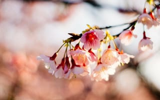 Картинка природа, сакура, вишня, ветка, весна, цветы