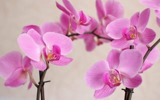 Картинка орхидея, ветка орхидеи, розовая орхидея, гілка орхідеї, орхідея, рожева орхідея