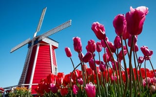 Картинка пейзаж, природа, небо, Нидерланды, мельница, цветы, тюльпаны