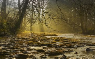 Картинка Горная речка, лес, Шотландия