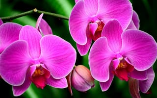 Картинка орхидеи, рожеві квіти, розовая орхидея, орхідеї, экзотические цветы, екзотичні квіти, розовые цветы