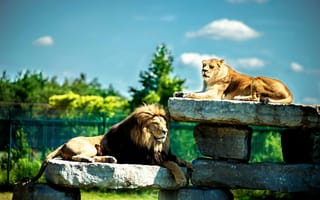 Картинка животные, природа, камни, львы, хищники, пара