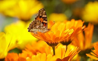 Картинка макро, бабочка, цветы, природа
