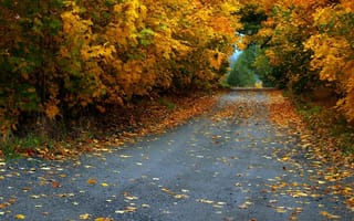 Картинка Осень, Листья, Асфальт, Дорога