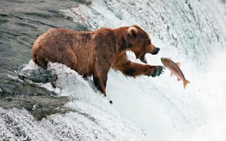 Обои животное, медведь, хищник, рыба, вода