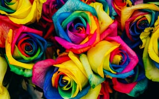 Картинка цветы, радуга, краска, розы