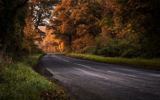 Картинка осень, лес, асфальтная дорога, дорога