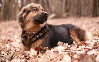 Картинка животное, осень, пёс, природа, собака, листья