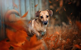 Картинка животное, природа, осень, забор, собака, листья, пёс