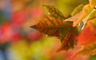 Картинка природа, клён, листья, ветки, осень