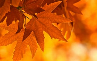 Картинка природа, клён, осень, листья