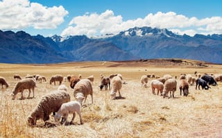 Картинка Горы, Отара овец, Пастбище, Перу