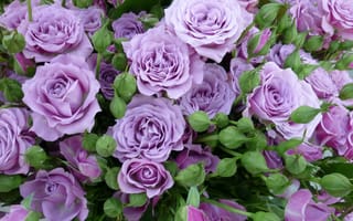Обои розы, сиреневые розы, rose color, purple roses, цвет, цветочный, floral