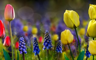 Картинка природа, весна, тюльпаны, гиацинты, мускари, цветы, боке