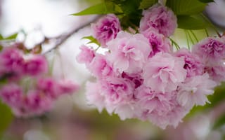 Картинка весна, розовые цветы, цветение вишни, сакура, вишня