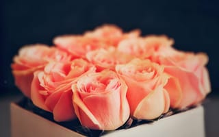 Картинка оранжевые розы, помаранчеві троянди, букет троянд, красивый букет, букет роз, красивий букет, розы, троянди